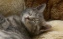 15年前、『公園で保護された子猫』を家族に迎えたら…大きく見た目が変…