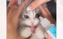イヤイヤ目薬を差された子猫→終わった瞬間に…あまりにも可愛すぎる『…