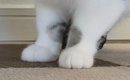 おもちゃを運んできた猫→『口元』をよく見たら、１つではなくて…まさ…