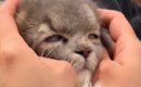 病院から帰ってきた猫→家にいた他の猫から『拒絶』されて…まさかの光…