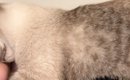 『多分私のことほんとの親だと思ってる』→猫が見せた『まさかの甘え方…