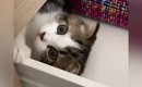 引き出しの中が大好きな子猫→『３年後』、大きく成長した結果…まさか…