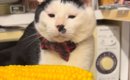 猫に『とうもろこし』を見せてみたら、戦い始めて…あまりにも可愛らし…