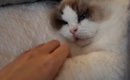 飼い主と手を繋ぎながら寝たい『甘えん坊の子猫』→手を離してみると……
