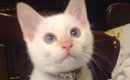 『白猫だと思って飼い始めたら……』成長後→まったく別の色に変わった『…