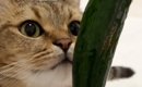 飼い主さんが食べている『きゅうりの匂いを嗅いだ猫』が、次の瞬間…予…