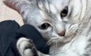 床に落ちている『お兄ちゃんのアームカバー』を見つけた猫…まさかの展…