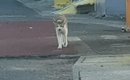 『鳴きながら歩いてくる野良猫』を見守っていると、子猫が飛び出して…