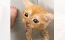 子猫を『初めてのお風呂』に入れた結果…終わった後に見せた『可愛すぎ…