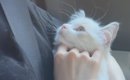 子猫が1週間ぶりに飼い主と再会した結果…思わず涙が出るほど『愛おし…