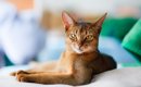 思わず見惚れてしまう『かっこいい猫種』5選　種類ごとの特徴から美し…