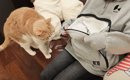 『パーカーのポケットに猫』を入れてみたら…幸せいっぱいな光景に反響…