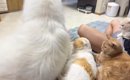 猫が並んでくつろいでいたら…乱入してきた大型犬が引き起こした『まさ…