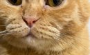 飼い主を『じっと見つめる猫』→おててを見ると……キュンとくる『優しさ…