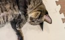 実家に帰ったら、『猫のお腹』から…世界も救えそうな『まさかの光景』…