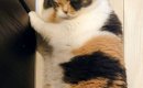 ふと足元を見てみると、『床でくつろいでいた猫が…』予想外の『愛らし…