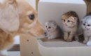 赤ちゃん猫たちが『初めて犬を見た』ときの反応が……『反則的に可愛い…