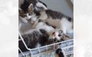 シャーシャーと『威嚇していた保護子猫たち』→4日目になると…まるで別…