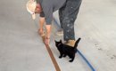 職人さんがテープを貼っていると、子猫が…作業をしているそばで見せた…