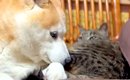 嵐の夜、雷を怖がる犬→寝ている猫のところに行くと…あまりにも『ほほ…