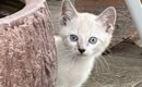『庭に現れた白い子猫』を家族に迎えて１年→『模様』も変化して…劇的…