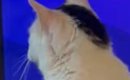 リビングから『ポポポポポポポポポ』と謎の音→見に行ったら…猫の行動…