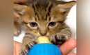 ひとりぼっちの赤ちゃんネコ→２匹の先住猫がいる家に迎えた結果…ここ…