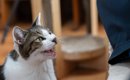 猫が一生懸命飼い主さんに『話しかけている』ときの心理4選　猫も飼い…