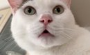 『大好きなパパ』を待っていた猫→帰ってくると……たまらなく可愛い反応…