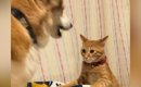 犬にちょっかいをかけた猫→ブチギれられた結果…爆笑必至の『まさかの…