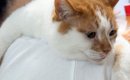4年間、野良猫として過ごしてきた猫を保護して1週間…思わず涙がでるほ…