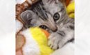 『お腹を壊した赤ちゃん猫』に毛布をかけてあげたら…天使すぎて『しん…