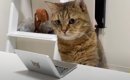 仕事を邪魔する猫に『ミニパソコン』を支給した結果…まさかの"行…