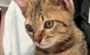 飼い主に向かって鳴き続ける子猫→『抱っこ紐』に入れると…赤ちゃんす…