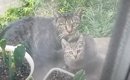 『子猫を託して消えた母猫』→家族に迎えて数か月後……まさかの光景と『…