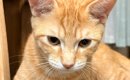 椅子の上で1匹の猫がくつろいでいると思ったら…よく見ると→『驚きの展…