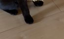 興奮気味の黒猫→口元を見ると、くわえていたのは…可愛すぎる光景に2万…