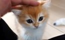 そろそろと膝に乗ってきた赤ちゃん猫→なでてあげた結果…悶絶級の『愛…
