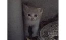 大雨の中、『ひとりぼっちで濡れている子猫がいる』と連絡…向かった結…