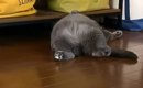 すごい姿勢で寝ていた猫→飼い主さんに『名前を呼ばれる』と……「めちゃ…