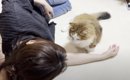 甘えてくる猫に『あっち向いてゴロンして』と言ってみたら…賢すぎる『…