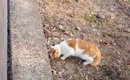 捨てられて『空腹で土を食べていた猫』が保護された結果…涙あふれる『…
