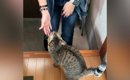 初対面のお客さんが家に来たら、猫が…信じられないほどの『熱烈歓迎』…