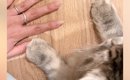 猫におててを開いてほしくて、自分の手をパーにして見せていたら…予想…