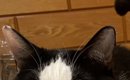 健康診断のため、猫に『明日までごはん抜き』と説明した結果…まさかの…