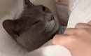 布団から顔を出して寝ていた猫→そっと布団をめくってみたら…まるで人…