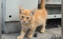 エアコンの工事をしていたら、『茶トラの子猫』が近づいてきて…予想外…