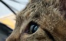 『めっちゃ特徴的な顔、絶対に人気出る』と言われた猫→SNSに投稿して…