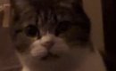 夜、布団の前にやってきた猫→『一緒に寝る？』と聞いてみた結果…まさ…