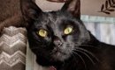 AIで『猫にヨガパンツを履かせるやつ』に挑戦したら、黒猫が…思ってい…